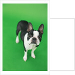 Dog by Anonymous