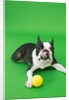 Dog playing with ball by Anonymous