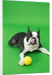 Dog playing with ball by Anonymous