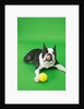 Dog playing with ball by Anonymous