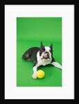 Dog playing with ball by Anonymous