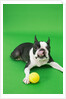 Dog playing with ball by Anonymous