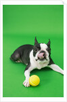 Dog playing with ball by Anonymous