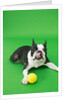 Dog playing with ball by Anonymous