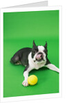 Dog playing with ball by Anonymous