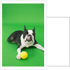 Dog playing with ball by Anonymous