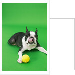 Dog playing with ball by Anonymous