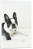 Dog by Anonymous