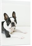 Dog by Anonymous