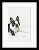 Dog by Anonymous