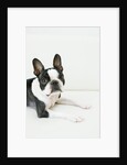 Dog by Anonymous
