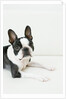 Dog by Anonymous