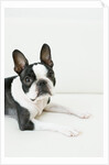 Dog by Anonymous