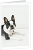 Dog by Anonymous