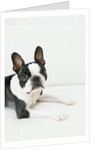Dog by Anonymous