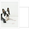 Dog by Anonymous