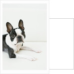 Dog by Anonymous