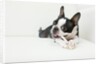 Dog on couch by Anonymous