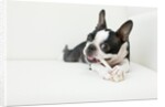 Dog on couch by Anonymous