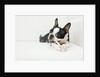 Dog on couch by Anonymous