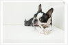 Dog on couch by Anonymous