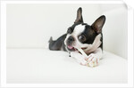 Dog on couch by Anonymous
