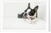 Dog on couch by Anonymous