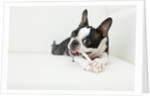 Dog on couch by Anonymous