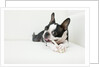Dog on couch by Anonymous
