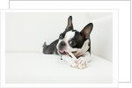 Dog on couch by Anonymous