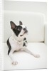 Dog on couch by Anonymous
