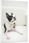 Dog on couch by Anonymous