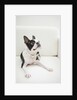 Dog on couch by Anonymous