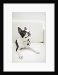 Dog on couch by Anonymous