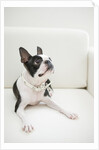 Dog on couch by Anonymous