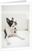 Dog on couch by Anonymous