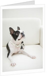 Dog on couch by Anonymous