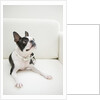 Dog on couch by Anonymous