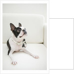 Dog on couch by Anonymous