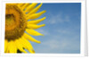 Sunflower by Anonymous