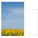 Sunflowers by Anonymous