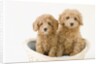 Dogs in basket by Anonymous