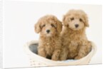 Dogs in basket by Anonymous