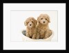 Dogs in basket by Anonymous