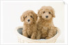Dogs in basket by Anonymous