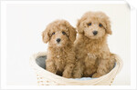 Dogs in basket by Anonymous