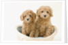 Dogs in basket by Anonymous