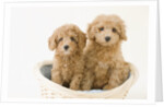 Dogs in basket by Anonymous