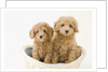 Dogs in basket by Anonymous