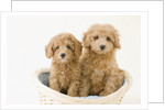 Dogs in basket by Anonymous